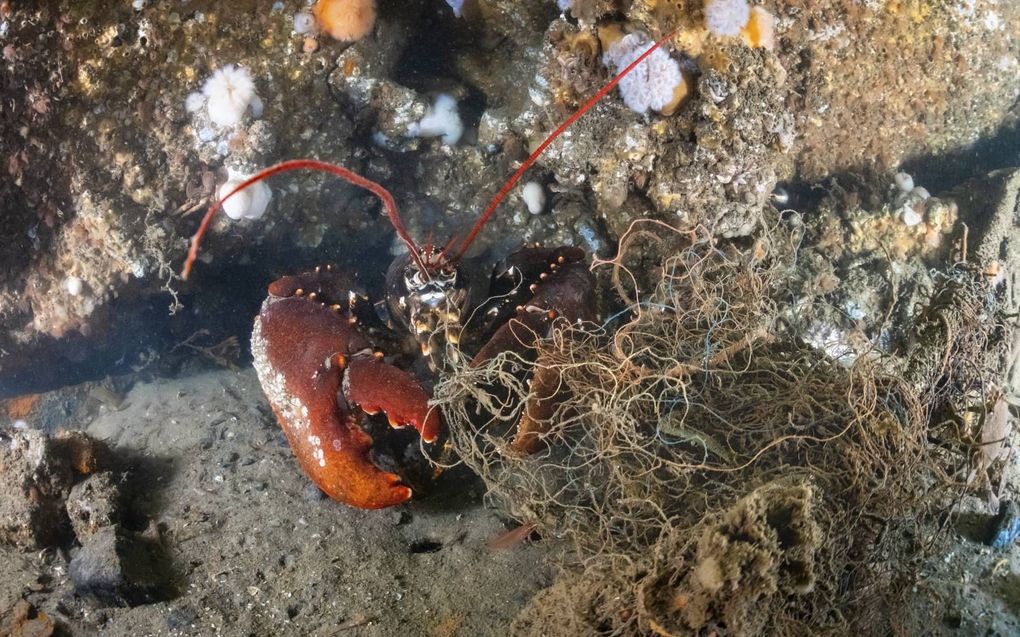 Kreeft zit vast in verloren gegaan visnet. beeld Stichting Duik De Noordzee Schoon