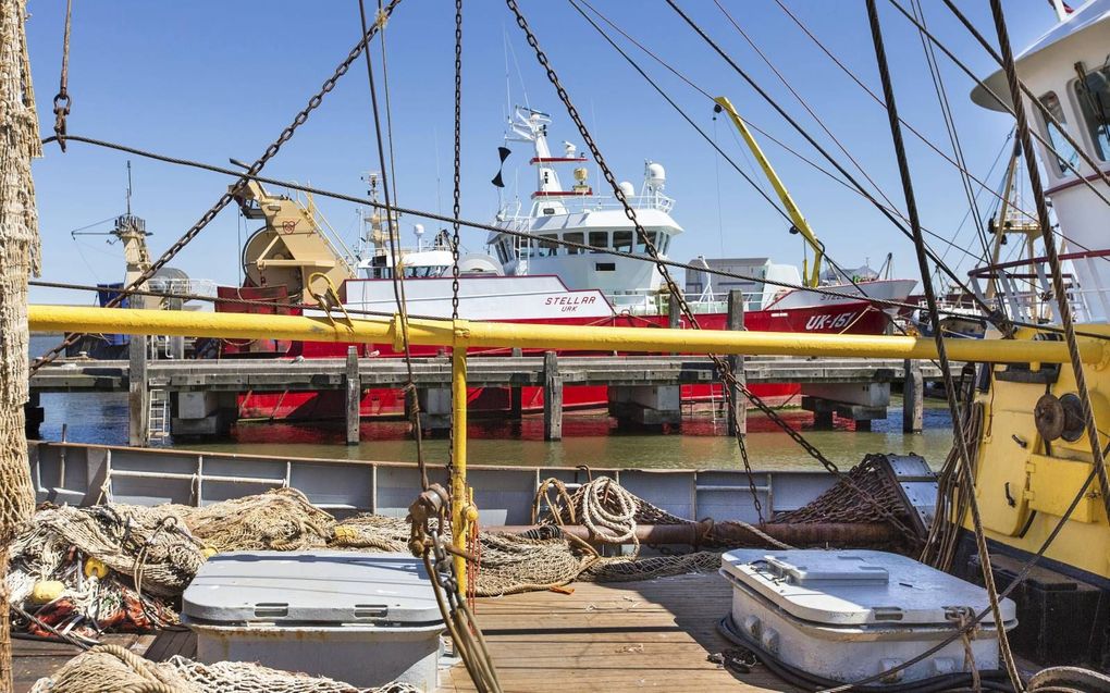 Kotters in de haven van Harlingen.  beeld RD, Henk Visscher