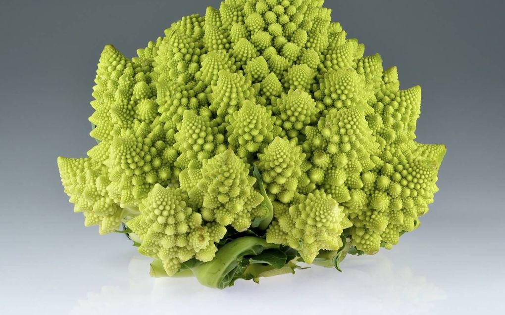 Romanesco bloemkool is een zogeheten fractal: een basisvorm die zich talloze malen op steeds kleinere schaal herhaalt. beeld Wikimedia, Ivar Leidus