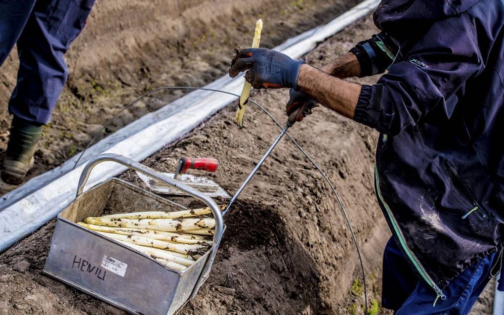 Het steken van asperges. De tuinbouw is een van de sectoren waar de Inspectie SZW regelmatig naar kijkt.  beeld ANP, Robin Utrecht