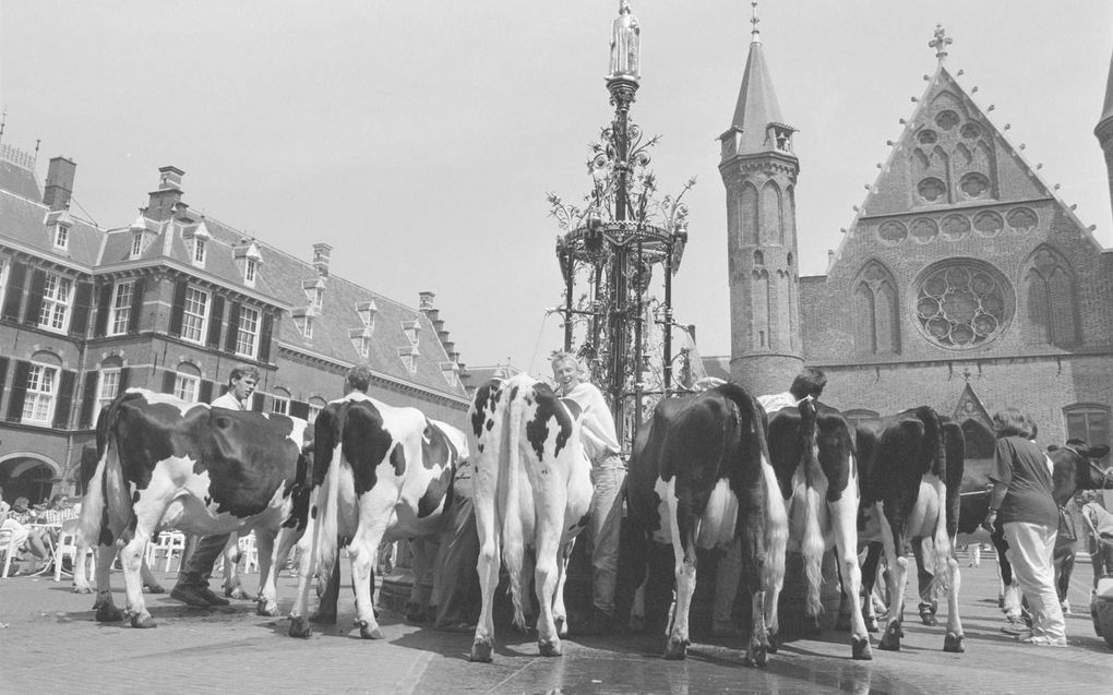 Koeien drinken uit de fontein op het Binnenhof tijdens een boerenprotest, 25 mei 1989. beeld HHM, Rob Bogaerts