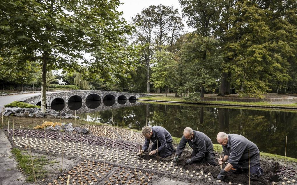 Op hun knieën wroeten tuinmannen in de aarde van de Keukenhof. beeld ANP, Remko de Waal