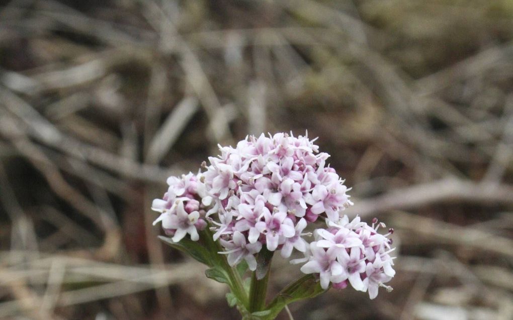 Kleine valeriaan (Valeriana dioica). beeld Wikimedia