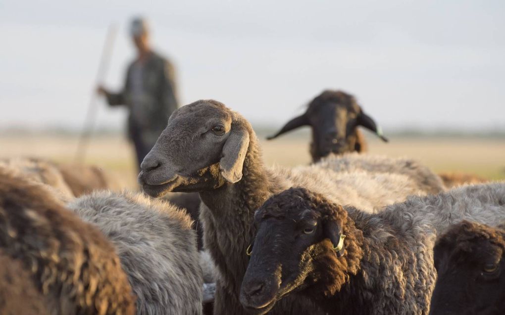 „‘Grazen’ ouderen voldoende? Verdiepen we ons met elkaar in Gods Woord op de plek waar we door Hem gesteld zijn?” beeld iStock