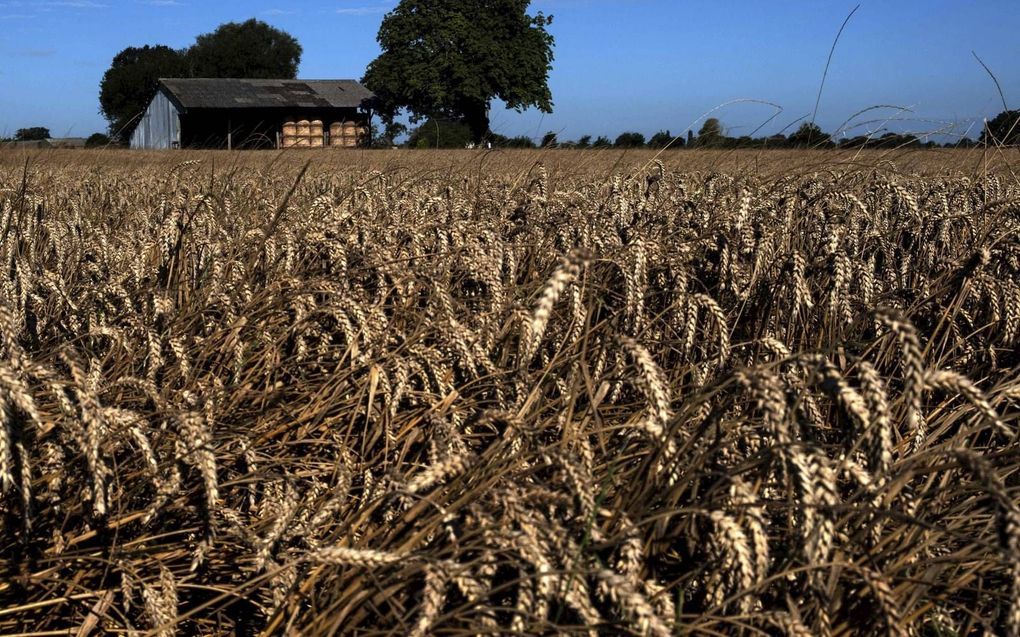 De prijzen van kunstmest lopen wereldwijd op door productietekorten. Franse graanboeren maken zich daardoor zorgen over de opbrengst en de kwaliteit van de tarweoogst in het voorjaar van 2022. beeld AFP, Joël Saget