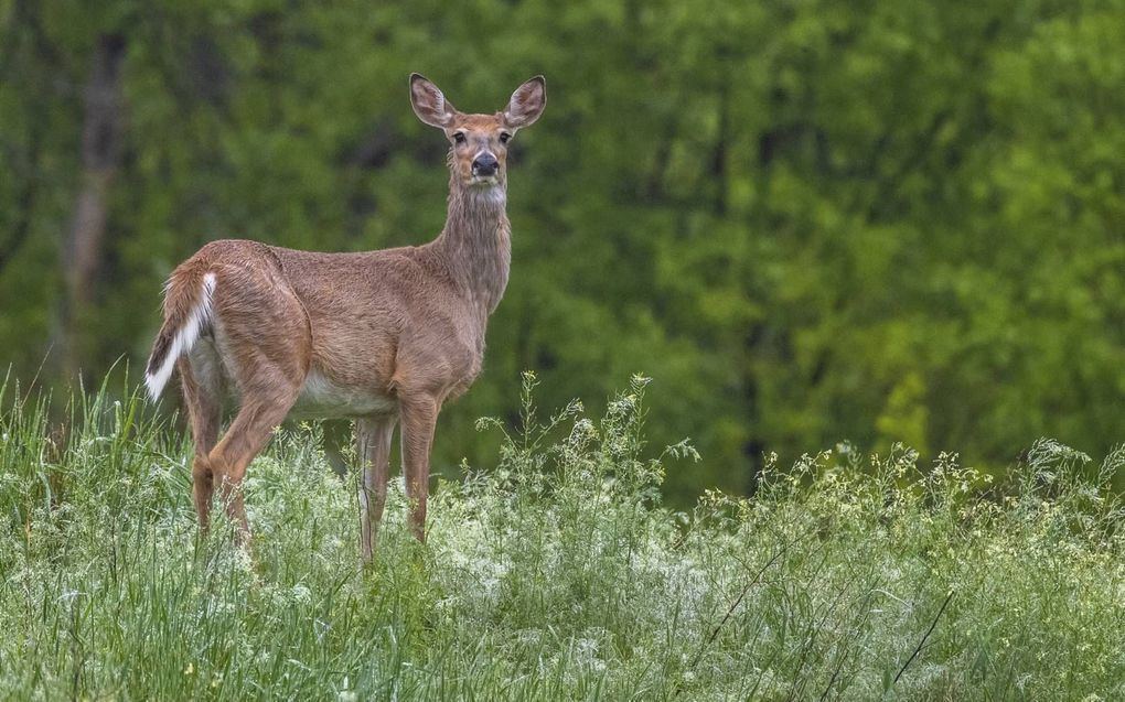 Witstaarthert. beeld iStock