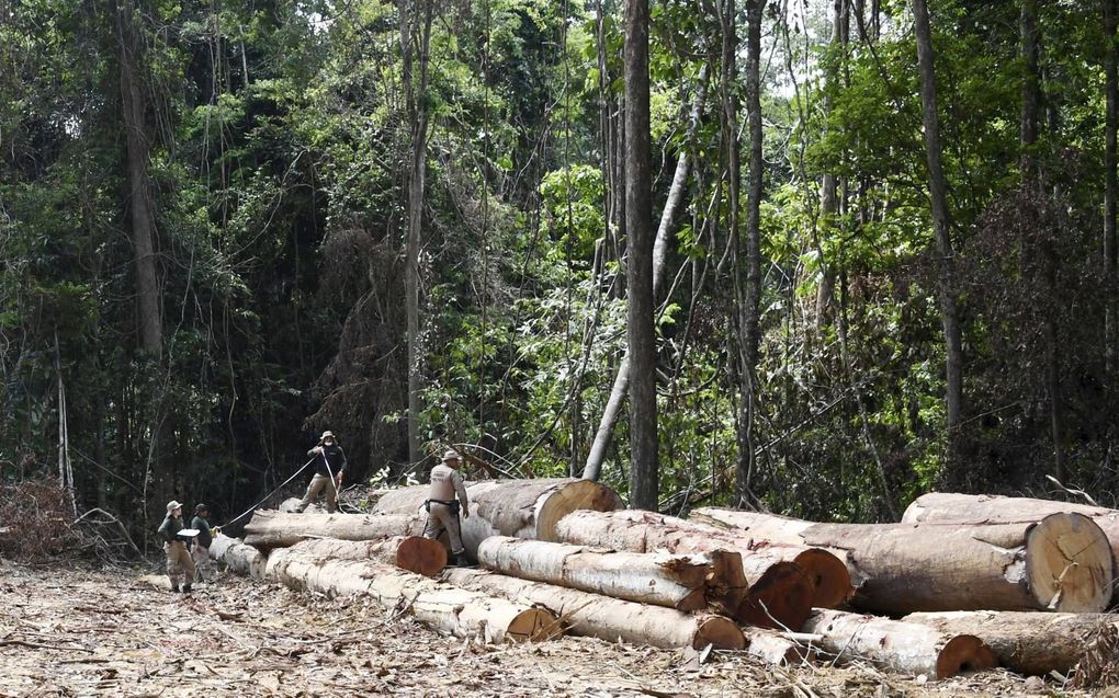 Ambtenaren bekijken een ontbost gebied in het Amazoneregenwoud in Brazilië. De ontbossing in het grootste tropische regenwoud ter wereld heeft het hoogste niveau in twaalf jaar bereikt. beeld AFP