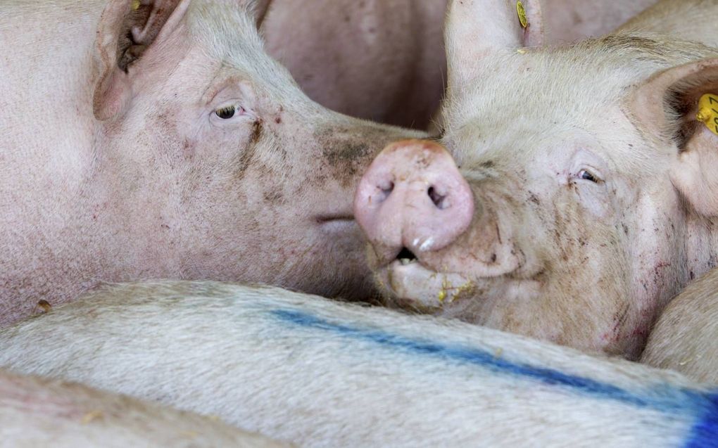 Varkens op een boerderij in de Gelderse Vallei. Dinsdag kwam het in Rhenen tot een confrontatie tussen boeren en activisten, toen die wilden filmen bij het laden van varkens. beeld RD, Anton Dommerholt