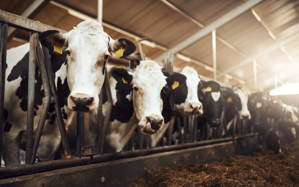 „Boeren die hun bedrijfsvoering moeten aanpassen dienen ook financiële aandacht te krijgen van de overheid.” beeld iStock