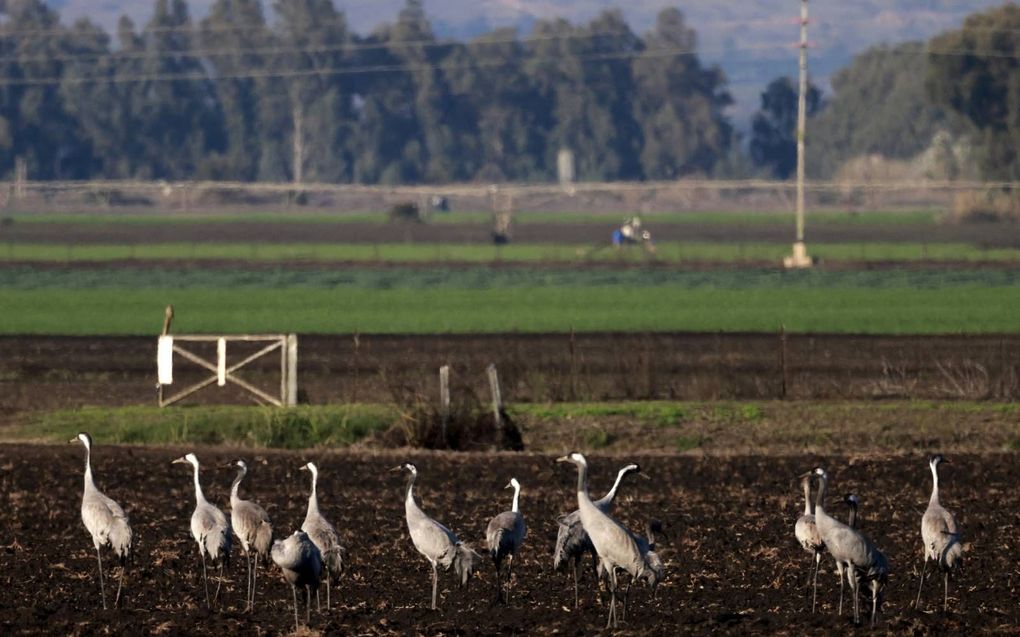 Grijze kraanvogels op landbouwgronden in de noordelijke Israëlische Hula-vallei. Een uitbraak van vogelgriep heeft meer dan 2000 wilde kraanvogels gedood in een reservaat in het noorden van Israël. beeld AFP, Menahem Kahana