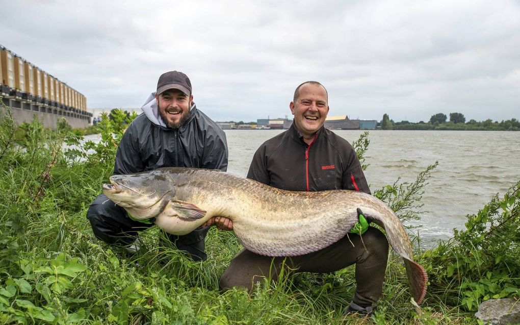 Hengelaars Goran (l.) en Alex vingen deze meerval in de buurt van Rotterdam. beeld Rein Rijke, Zout Fotografie