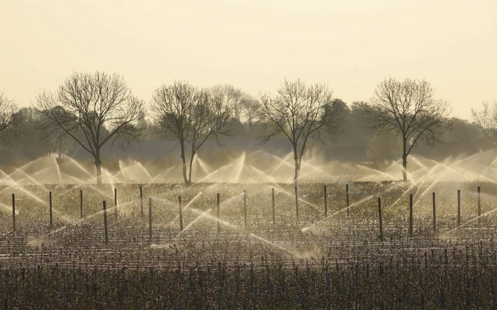 Telers van hardfruit als appels en peren gebruiken beregeningsinstallaties om te voorkomen dat nachtvorst de bloesemknoppen van hun fruitbomen beschadigen. beeld ANP, VidiPhoto