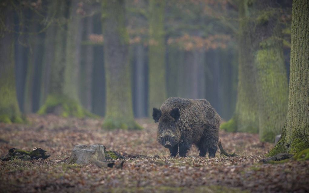 beeld GettyImages