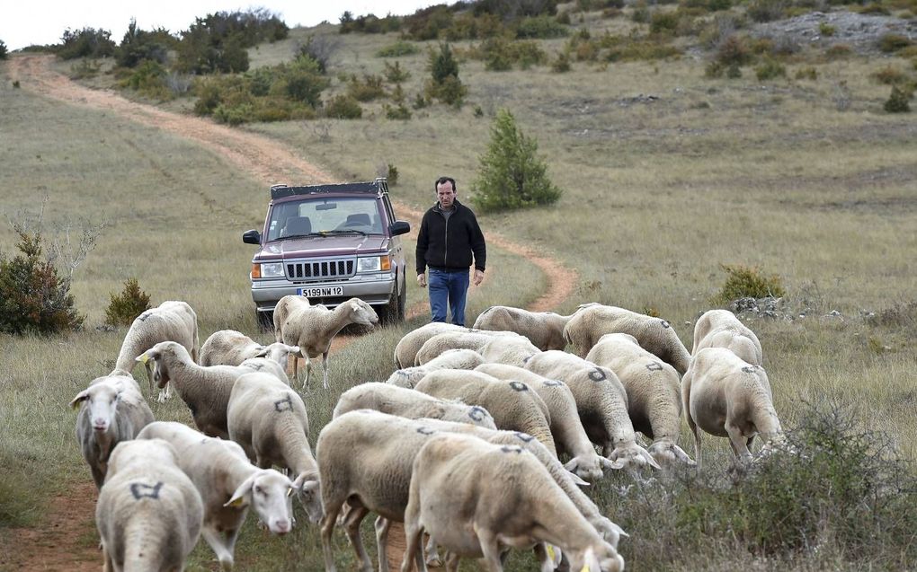 Talrijke schapen zijn het slachtoffer van de huidige, strikte EU-bescherming van wolven. beeld AFP, Remy Gabalda