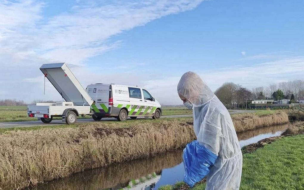 Vrijwilligers van Dierenambulance Noordwest-Veluwe halen in beschermende kleding dode vogels op. beeld Dierenambulance Noordwest-Veluwe