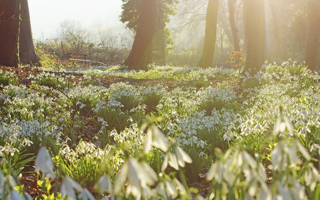 beeld iStock