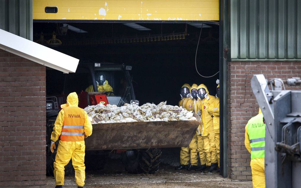 Medewerkers van de NVWA ruimen de 170.000 vleeskuikens van een bedrijf in Grootschermer (gemeente Alkmaar). beeld ANP, Ramon van Flymen.