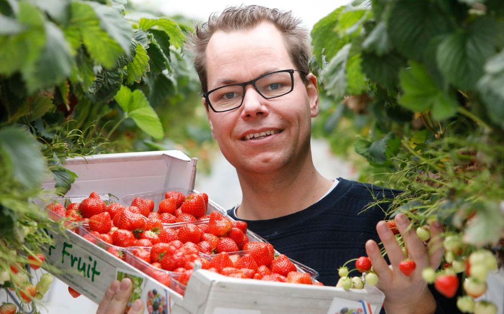 Voor het eerst hangt er in de winterperiode gewas in een deel van de kassen van aardbeienkweker Jan van Genderen.  beeld VidiPhoto