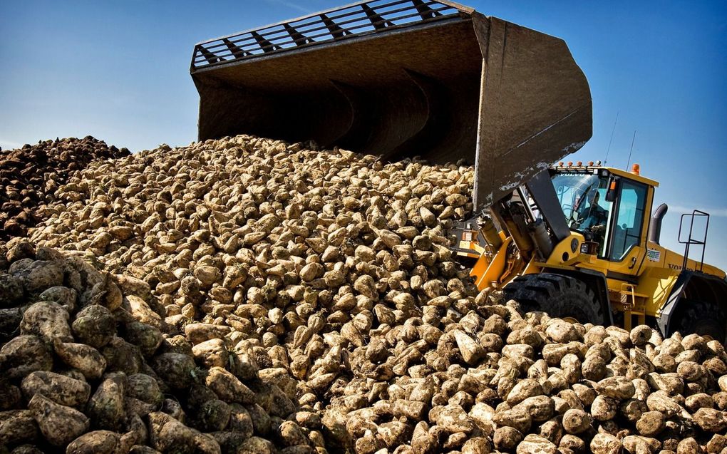 Geloste suikerbieten bij een fabriek van Cosun.  beeld ANP, Koen van Weel