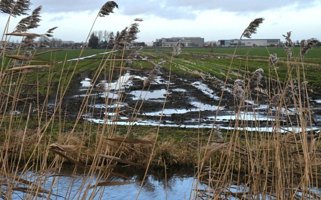 Nattigheid op winterse maisakker bij de natuurgebied de Reeuwijkse Plassen bij Gouda. Een hogere waterstand heeft gevolgen voor het gebruik van de grond. beeld Theo Haerkens