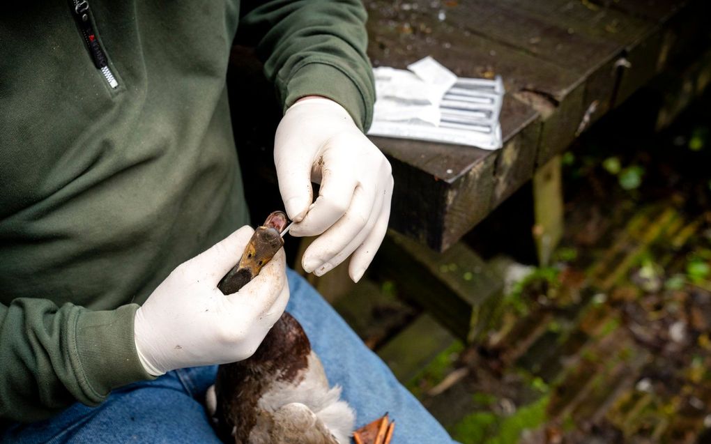 Kooiker Teun de Vaal bemonstert een eend met een wattenstaafje met keel- en cloaca-swap. Voor onderzoek naar vogelgriep stuurt de kooiker de monsters een paar keer per week naar Rotterdam. beeld ANP, Sander Koning