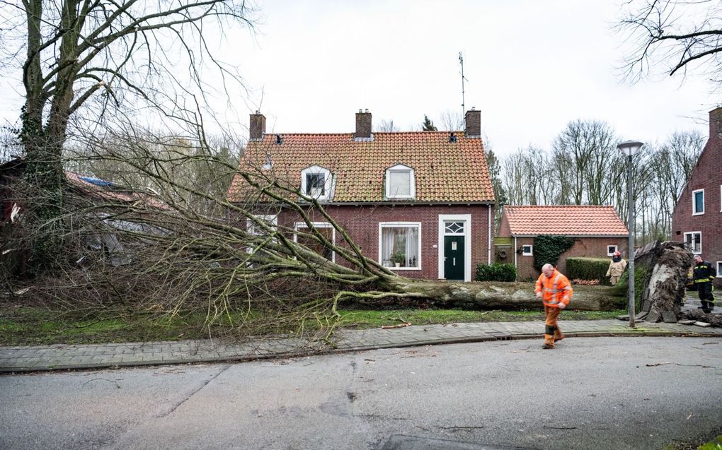 Een boom is door storm Dudley in een voortuin van twee woningen in Hoogeveen belandt. beeld ANP, Venema Media