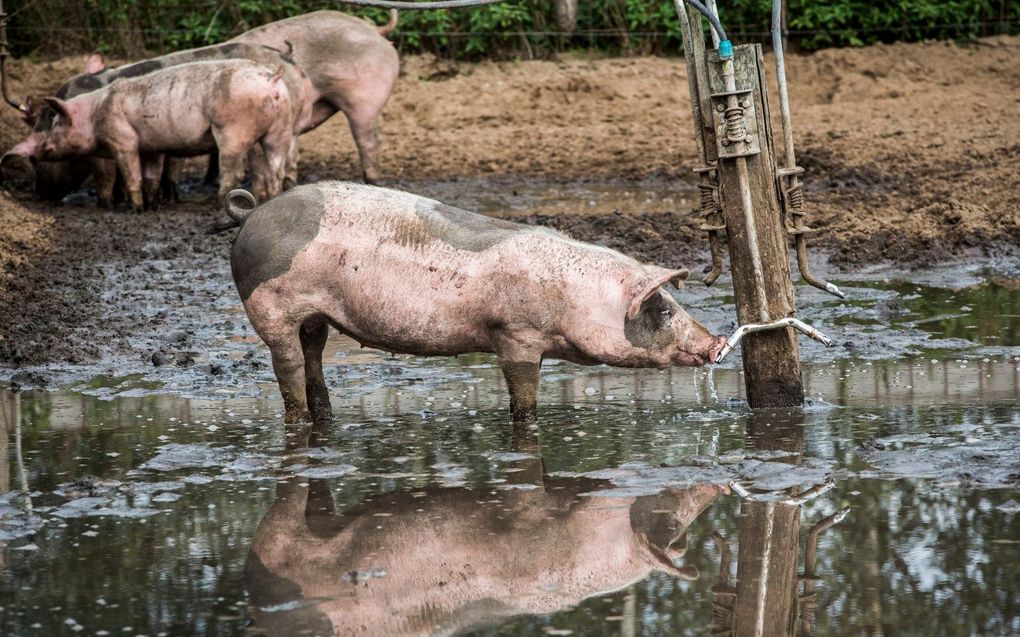 beeld ANP, Vincent Jannink