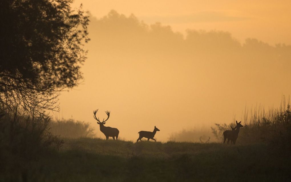 beeld iStock