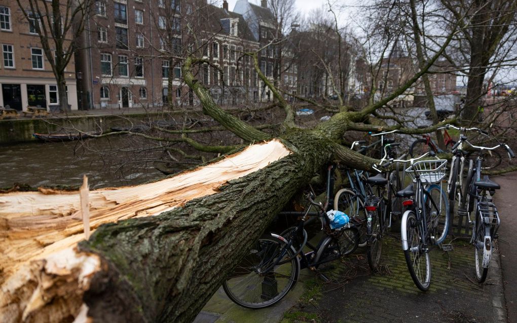 Een omgevallen boom door storm Eunice in het centrum van Amsterdam. beeld ANP, Ramon van Flymen