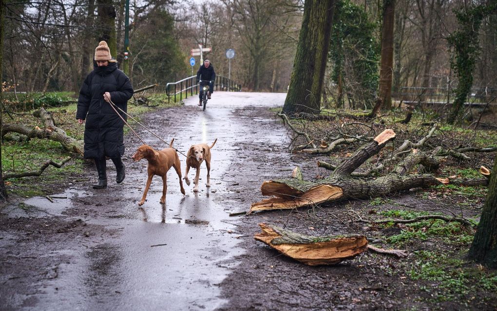 Stormschade in Den Haag. beeld ANP, PHIL NIJHUIS