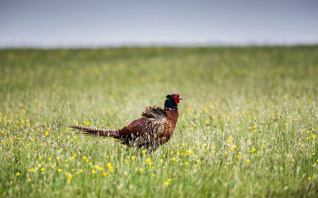 beeld ANP, Siese Veenstra