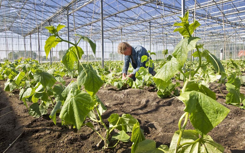 Tuinders hebben het nu moeilijk. beeld ANP, Koen Suyk