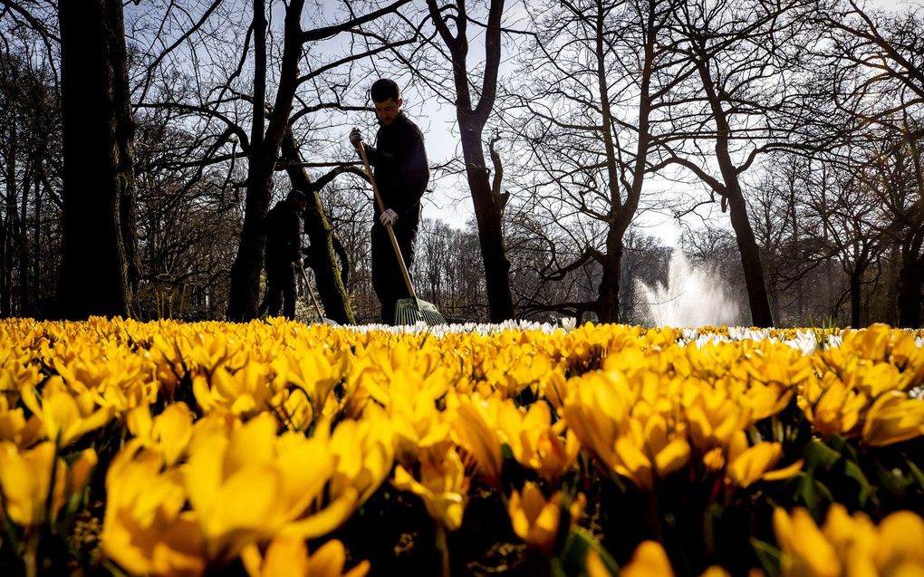 Voorbereidingen voor de opening van de Keukenhof. beeld ANP, KOEN VAN WEEL