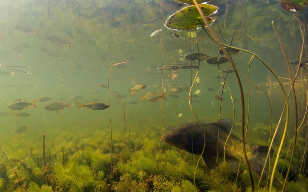 Een zeelt en een school rietvoorns. beeld blikonderwater.nl