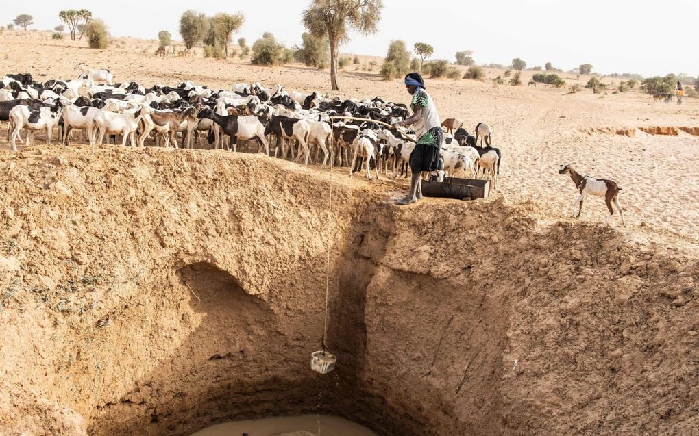 Een herder put water voor zijn kudde, even buiten het dorp Madina Torobe in het noordoosten van Senegal. beeld AFP, John Wessels