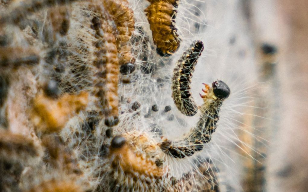 Eind maart begint het seizoen van de eikenprocessierups weer. De rups heeft 700.000 haartjes, die ze afschiet op belagers of die door vervelling meewaaien met de wind. beeld ANP, Rob Engelaar