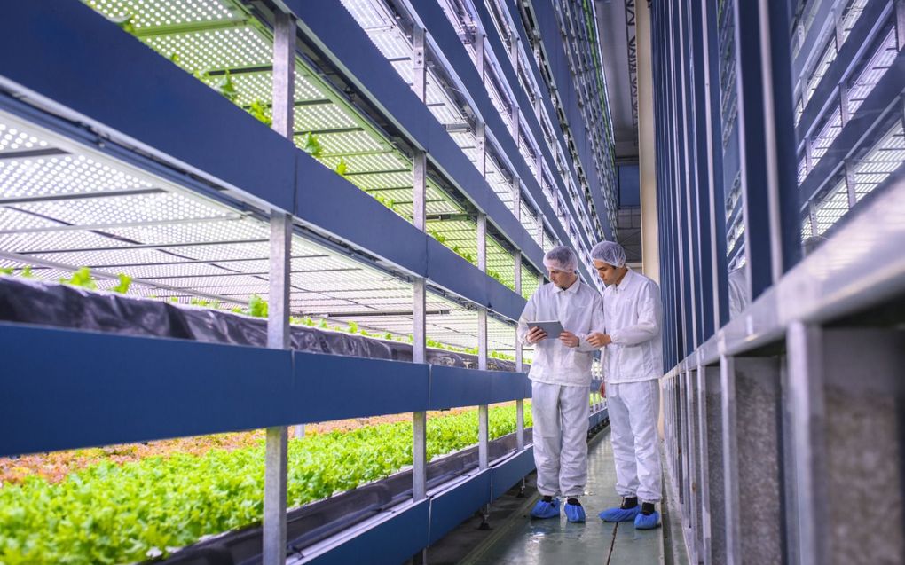 Het ‘groeiwater’ van VitalFluid uit Eindhoven kan prima worden toegepast bij vertical farming of etageteelt, zoals hier van sla. beeld iStock