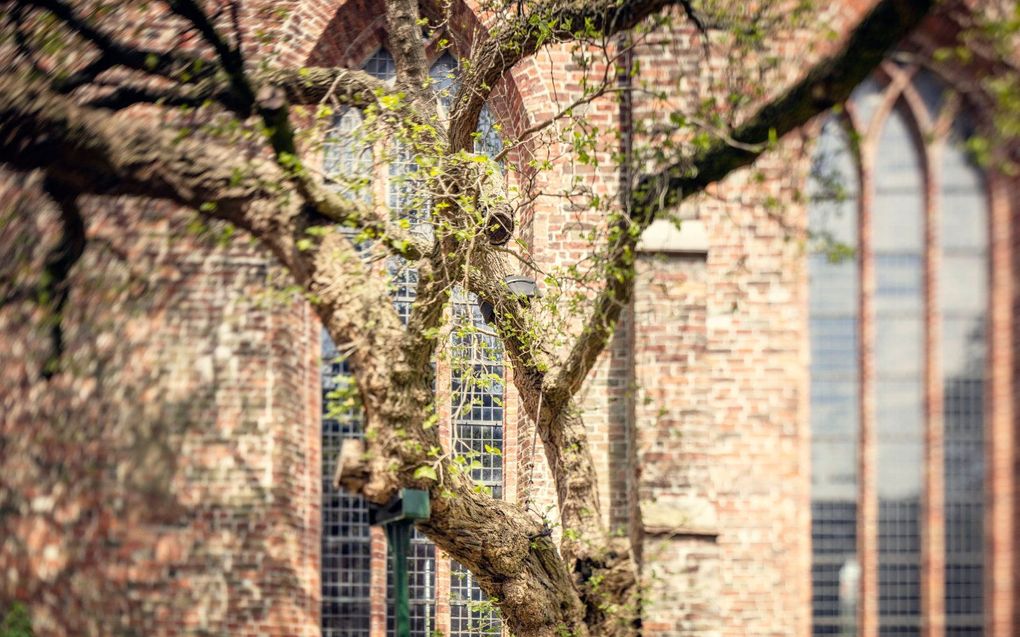 Grote Kerk Dokkum. beeld Sjaak Verboom