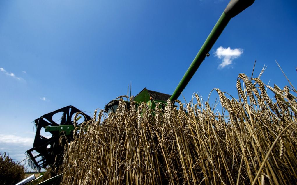 Tarweoogst in Flevoland.  beeld ANP, Robin van Lonkhuijsen