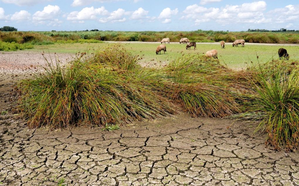 Maart was extreem zonnig én droog. beeld Getty Images