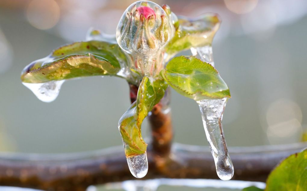 Door beregening vormt zich ijs rond de bloesemknoppen van fruitbomen. Hierbij komt voldoende stollingswarmte vrij om enkele graden vorst zonder schade te doorstaan. beeld VidiPhoto