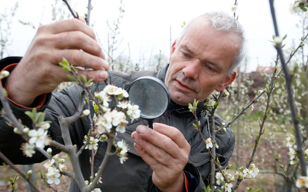 Pruimenteler Frederik Bunt uit Slijk-Ewijk bekijkt maandag de vorstschade in zijn boomgaard. Bunt vreest dat op plekken waar al veel bloesem aan de bomen zat zeker de helft bevroren is.​ beeld VidiPhoto