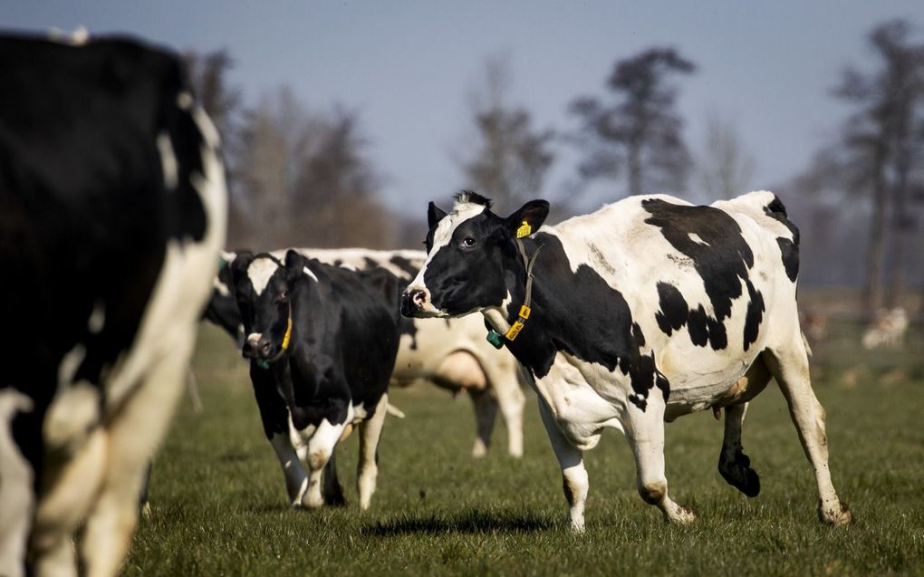 Minister Van der Wal kijkt onder meer naar strengere regels voor het weiden van koeien om de stikstofuitstoot te verminderen. Foto: koeien in Soest springen door het gras bij het begin van de lente. beeld ANP, Koen van Weel