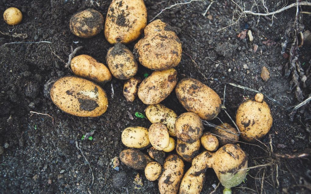 In Europa is het niet ongebruikelijk dat er granaten op aardappelvelden worden gevonden, maar in Nieuw-Zeeland, waar nooit gevochten werd tijdens de Eerste of Tweede Wereldoorlog, gebeurt dit zelden. beeld Unsplash