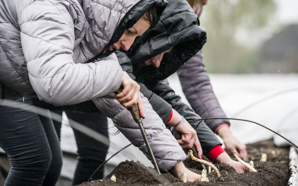 Oekraïeners steken eerste Brabantse Wal Asperge. beeld ANP, Rob Engelaar