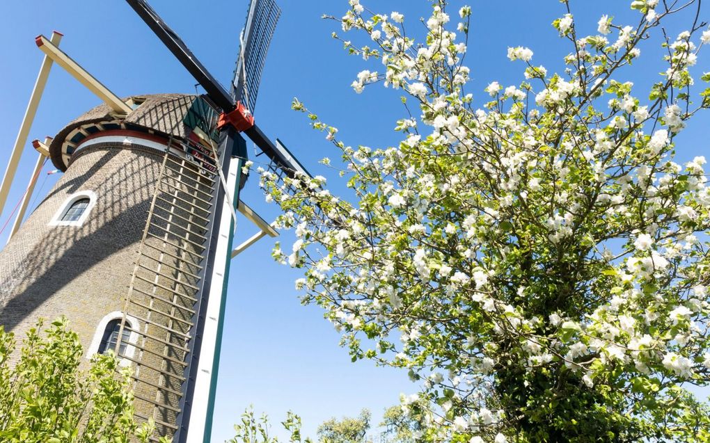 Fruitbomen in bloei bij molen ”De Vrijheid” in Beesd. beeld RD, Anton Dommerholt