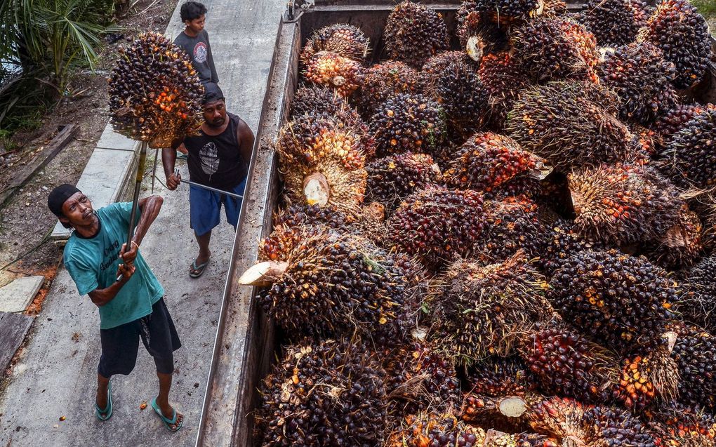 Werknemers brengen geoogste palmvruchten over naar een vrachtwagen voordat ze worden verwerkt tot ruwe palmolie op een palmplantage in Pekanbaru, Indonesië. beeld AFP, Wahyudi