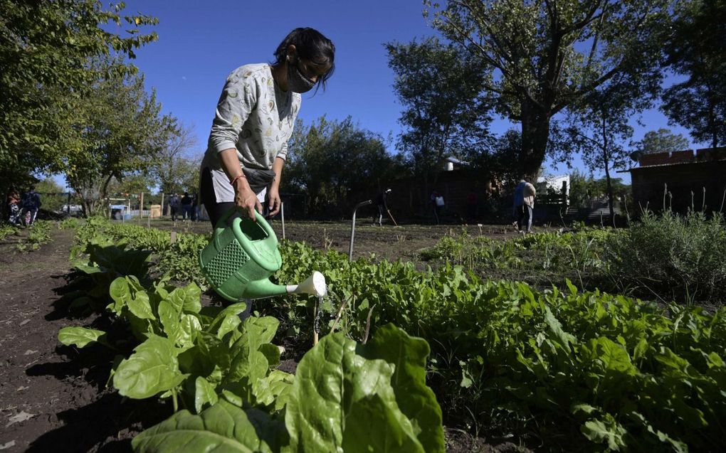 Een Argentijnse vrouw werkt in een moestuin Belen de Escobar, in de Argentijnse provincie Buenos Aires. beeld AFP, Juan Mabromata