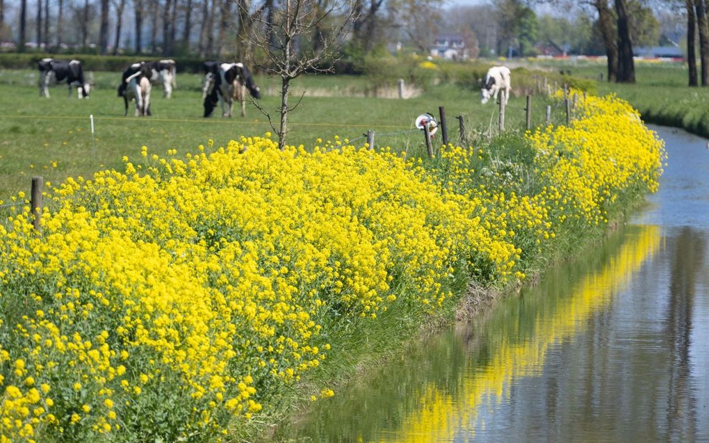 „De depressieve klachten waren afgenomen, Kees kon weer enigszins genieten van het voorjaar.” beeld RD, Anton Dommerholt