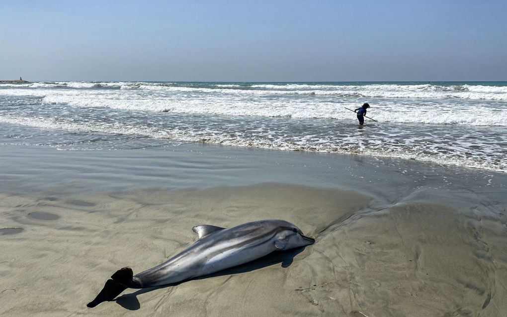 Gestrande dolfijn. beeld AFP, Emily Irving-Swift